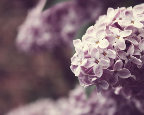 那一季丁香花花开花落